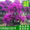 三角梅桩景价格 1.2米高三角梅桩景，园艺直销