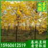 基地销售，风铃木价格，黄花风铃木价格，批发绿化苗木袋苗