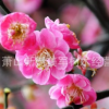 腊梅 萧山批发价格 绿化工程配送 园林批发 厂家直销