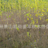 木槿 各种规格 独杆木槿 品种齐全 量大优惠 腊梅 基地直销