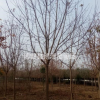 河北地区供应青叶复叶槭