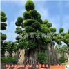 漳州小叶榕产地直销大型桩头桩景沙西细叶榕盆景树造型小叶榕盆栽