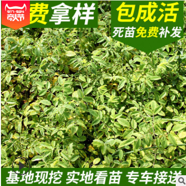 多季刺梅小苗 红刺梅小苗 四季刺玫 红刺梅 批基地批发各种苗木图2