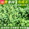 忍冬苗圃供应忍冬苗 从生忍冬 耐寒忍冬各种色块用苗量大优