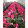 西洋杜鹃 又名比利时杜鹃 基地直销 大盆小盆 品种齐全