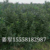夹竹桃 大量批发 各种规格 量大优惠 品种齐全 量大优惠