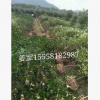 红叶石楠篱笆 基地直销 工程采购 各种规格 批发价格