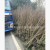 花石榴 独杆花石榴 基地直销 各种规格 品种齐全 量大优惠