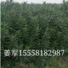 夹竹桃 植物批发价格花卉大量供应水生植物 基地直销