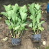 八仙花 盆栽 各种规格 无尽夏 颜色齐全 基地直销 量大优惠