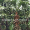 基地提供 老人葵树苗 福建漳州老人葵华棕 老人葵厂家 老人葵批发