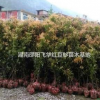 出售金丝楠木100万株