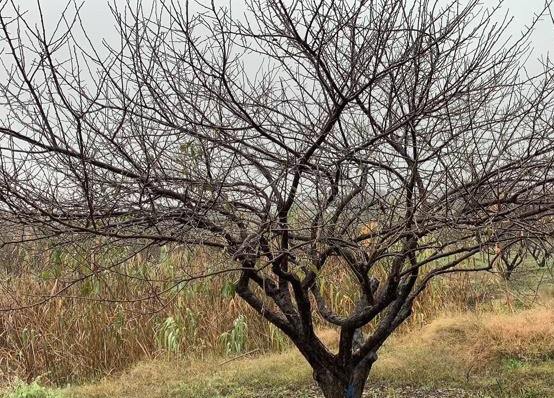 大规格原生红梅