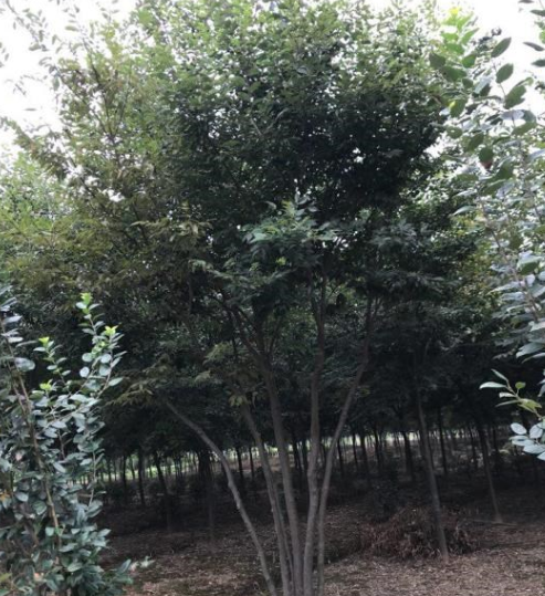 南京基地供应丛生榉树
