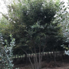 南京基地供应丛生榉树