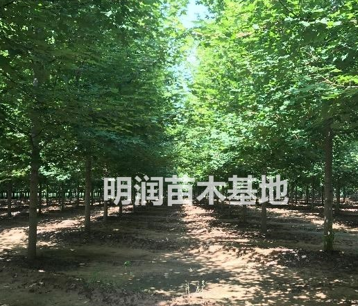 山东地区低价供应美国红枫