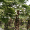 基地供应 华棕树 华盛顿棕榈 华盛顿葵 四川重庆贵州老人葵华棕