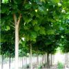 厂家直销 品质保证 绿化乔木法桐树 规格齐全 品质保证 法桐树