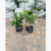 毛娟小毛球 批发价格大量供应 毛娟盆栽 基地直销 品种齐全