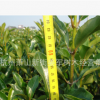法国冬青/珊瑚树 基地直销 青珊瑚盆栽 各种规格 量大优惠