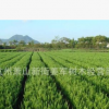 小龙柏 基地直销 直升龙柏 桧柏 市政园林 铺地柏