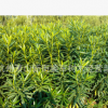 夹竹桃 基地直销 各种规格 品种齐全 紫荆 腊梅