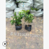 杜鹃 盆栽 各种精品球类 品种齐全 价格优惠 毛娟球