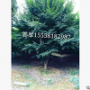 鸡爪槭 基地直销 紫薇 樱花 品种齐全 量大优惠