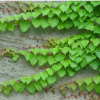 爬山虎 基地直销 爬藤植物 适用于庭院别墅 常春藤