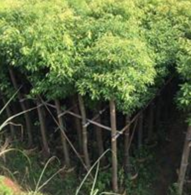 福建漳州供应代办各规格香樟袋苗