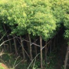 福建漳州供应代办各规格香樟袋苗