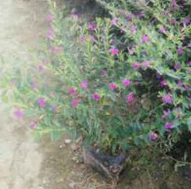 福建漳州供应满天星 满天星图片 凤尾珍珠批发 珍珠梅报价