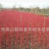 红瑞木 基地直销 品种齐全 大量供应