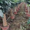 基地直销批发 优质6-15公分绿宝幸福树庄盆栽绿植