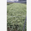 花叶蔓长春 盆栽 爬藤植物 基地直销 各种规格 品种齐全
