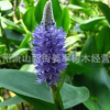 海寿花 水生植物 批发价格 基地直销 兰花三七 黄菖蒲