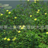 黄花水龙 水生植物 基地直销 品种齐全 量大优惠