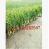 黄菖蒲 水生植物 基地直销 美人蕉 水生鸢尾 品种齐全 量大优惠