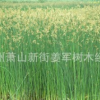 水葱 水生植物 睡莲 黄菖蒲 品种齐全 基地直销