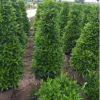 非洲茉莉盆栽塔形盆栽景阳台绿植常用办公室内外走廊净化空气植物