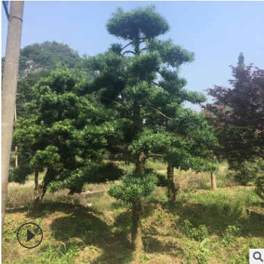 广西罗汉松 罗汉松价格 绿化造型苗木