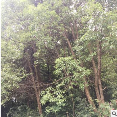 供应香樟树苗 广西丛生香樟价格 多杆移植大香樟30-60cm