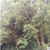 供应香樟树苗 广西丛生香樟价格 多杆移植大香樟30-60cm