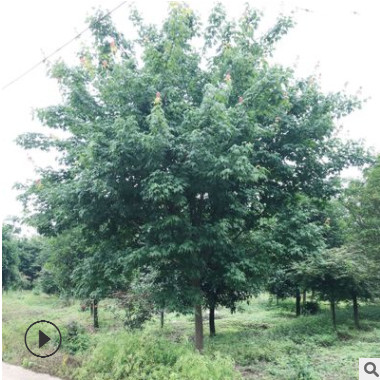 基地供应青枫 五角枫