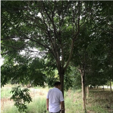 广西乌桕 乌桕哪里便宜 广西桂林乌桕价格 供应乌桕