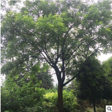 广西国槐树 国槐价格 基地大量供应现货国槐 精品大国槐