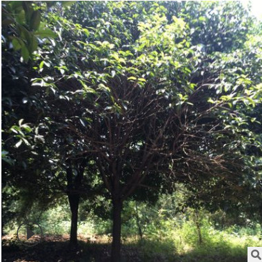 大量批发广西桂林桂花 占地苗桂花 八月桂 金桂 四季桂