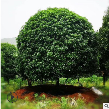 广西桂花树最新价格 精品桂花多少钱 哪里的桂花便宜