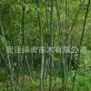 直销竹子 紫竹 青竹 园林绿化苗木庭院种植观赏