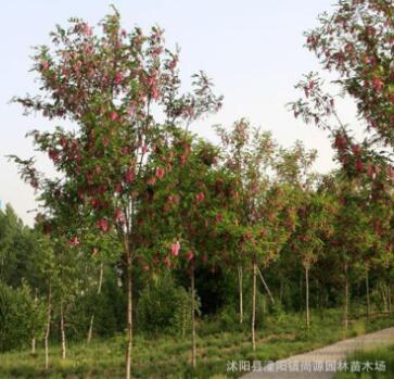 基地直销 供应大量优质香花槐苗木